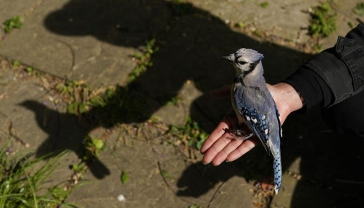   EXPLORER: What makes mid-Atlantic songbirds sick?  |  App top news

