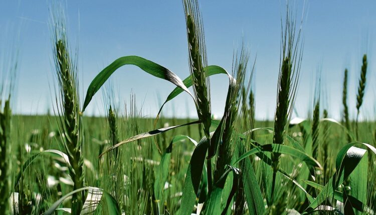 The trade was shaken by the July 12 U.S. Department of Agriculture monthly supply and demand estimate that pegged American spring wheat production at only 345 million bushels, down 41 percent from last year. 