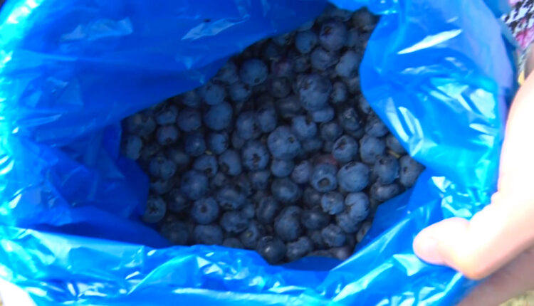 People can pick fresh blueberries at Blueberry Hill Farm in Mercer County

