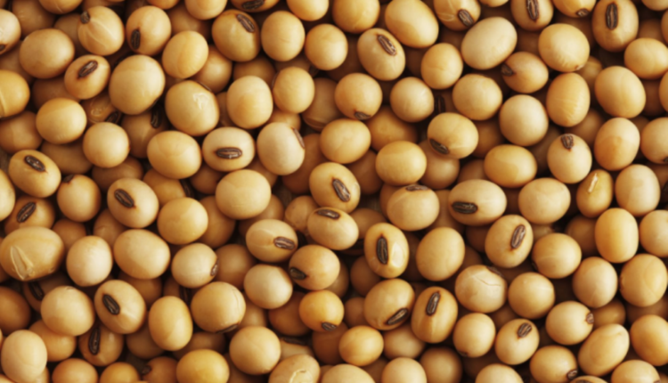 Soybean