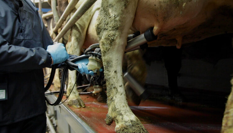 Milk price: "High time for farmers, what the market will give back"

