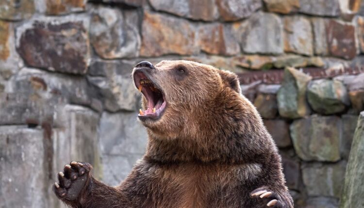 Opinion: Why stocks are still suffering from bear markets despite the growing US economy

