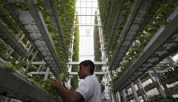 2014-08-03T120000Z_311384285_GM1EA8401FP01_RTRMADP_3_PANASONIC-SINGAPORE-FARMING-scaled.jpg