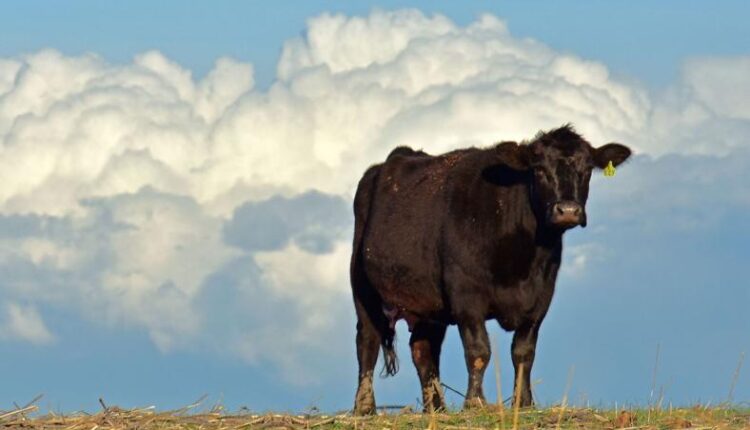   Livestock is the largest contributor to the Kansas Ag economy |  cattle

