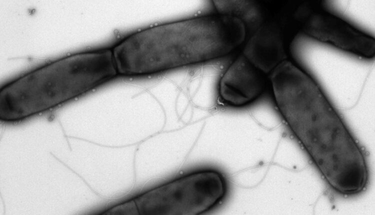 Israeli researchers compare bacteria and economy to achieve breakthrough

