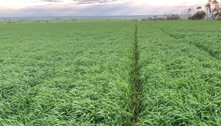 Trade or not, wheat risk tools need to be careful

