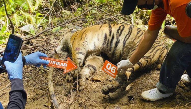   3 endangered Sumatran tigers found dead in Indonesia |  App top news

