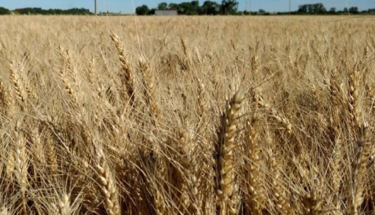 More than 25% of the wheat to be harvested at the end of the year has already been sold


