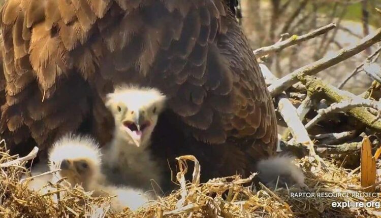 Viewing Decorah’s celebrities: Bald eagles