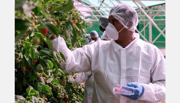 Growing the UAE's food future is vital to its economy and generations to come

