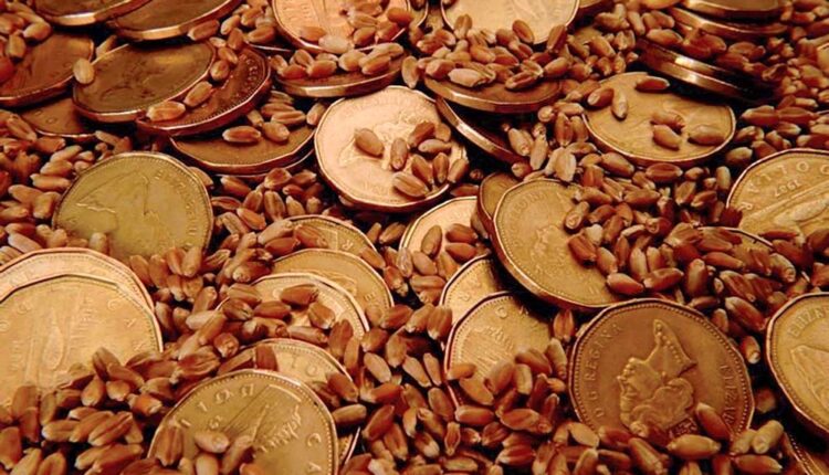 Prairie Cash Wheat: Bids rise with US futures


