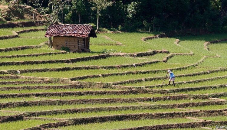 A rush for organic farming has plunged Sri Lanka's economy into crisis

