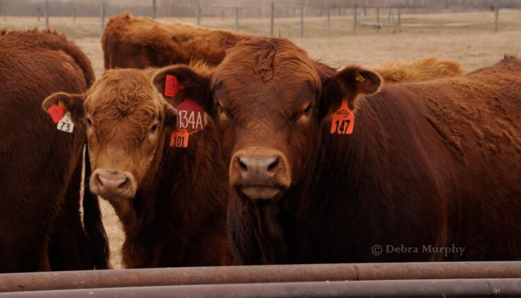 Cash markets hold up on both sides of the border - RealAgriculture

