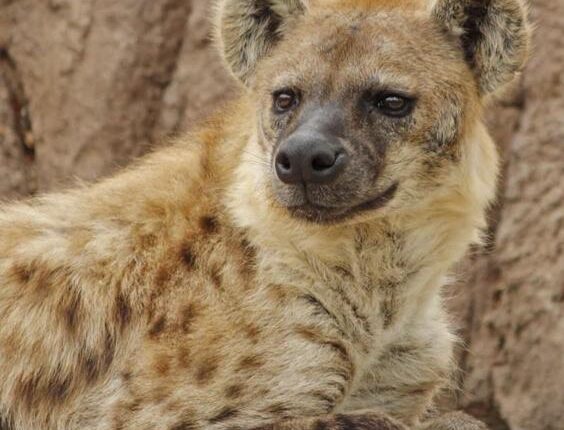   Denver Zoo Reports First Hyena Coronavirus Cases Worldwide |  App top news

