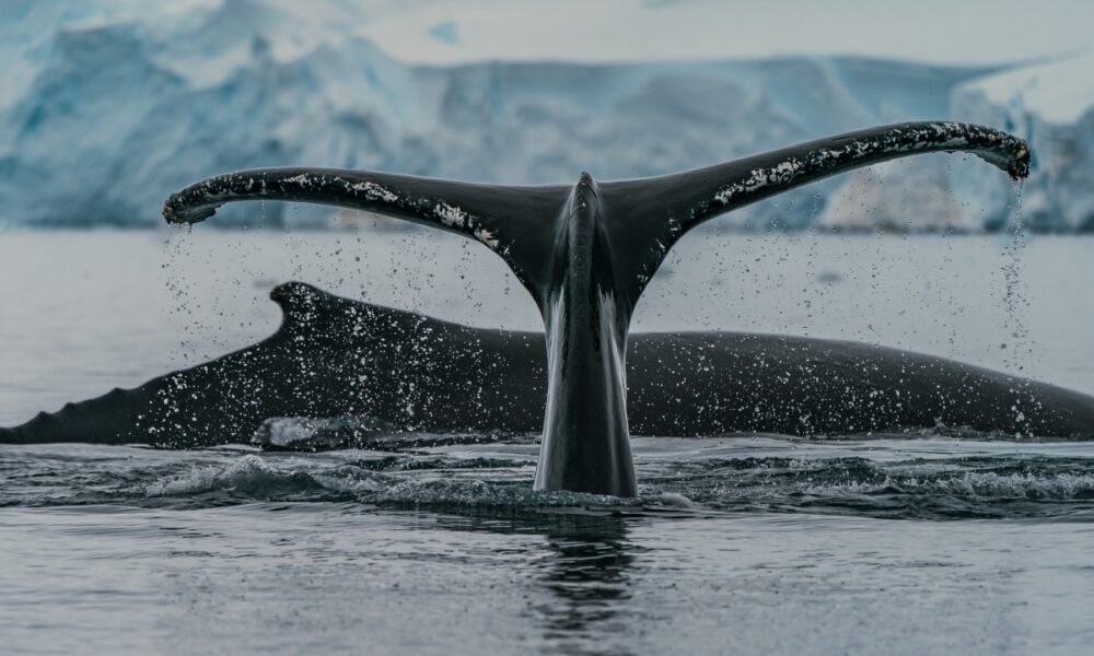 Deciphering what “Stablecoin Whale Transactions Increase” means for BTC & Alts