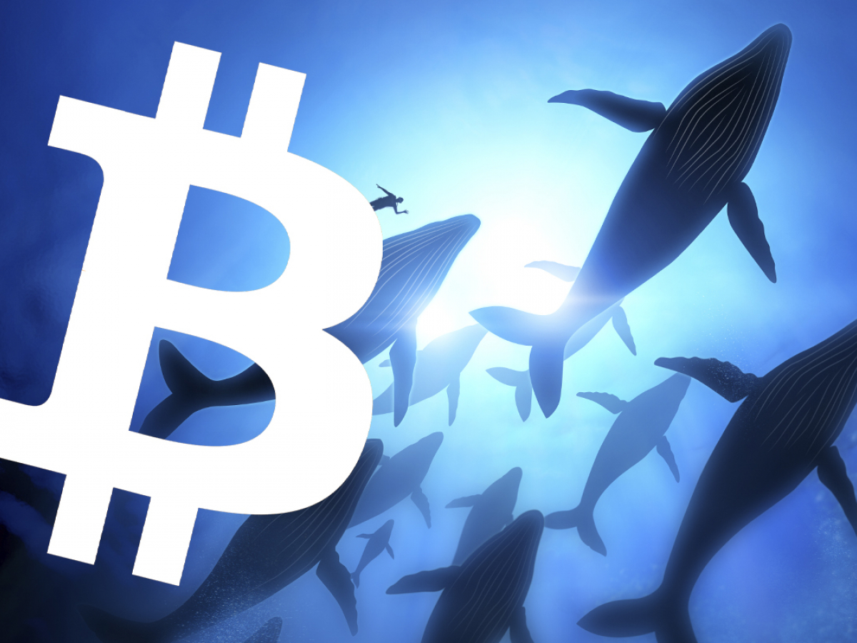 This Bitcoin (BTC) whale allocates $1 million every day, regardless of price.  How much is he holding?