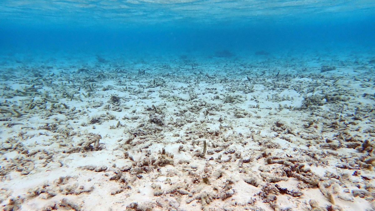A global map of the seabed could boost the economy
